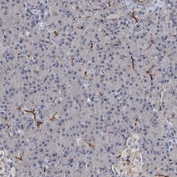 CD133 Antibody, Novus Biologicals:Antibodies:Primary Antibodies