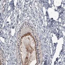 CD133 Antibody, Novus Biologicals:Antibodies:Primary Antibodies