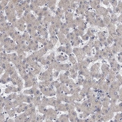 CD133 Antibody, Novus Biologicals:Antibodies:Primary Antibodies