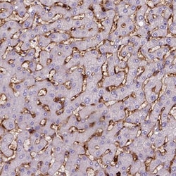 CD14 Antibody (CL1637), Novus Biologicals 0.1mL; Unlabeled:Antibodies,