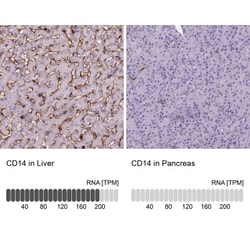 CD14 Antibody (CL1637), Novus Biologicals 0.1mL; Unlabeled:Antibodies,