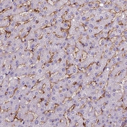 CD14 Antibody (CL1638), Novus Biologicals:Antibodies:Primary Antibodies