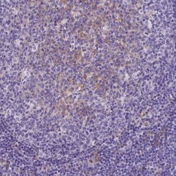 CD14 Antibody (CL1638), Novus Biologicals:Antibodies:Primary Antibodies