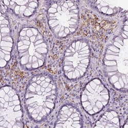 CD14 Antibody (CL1638), Novus Biologicals:Antibodies:Primary Antibodies
