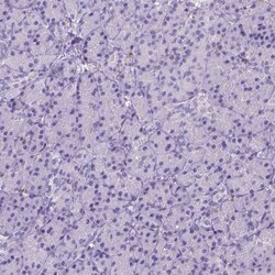 CD14 Antibody (CL1638), Novus Biologicals:Antibodies:Primary Antibodies