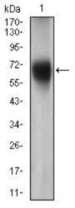 SSEA-1 Antibody (6B11B4) - BSA Free, Novus Biologicals 0.1mL; Unlabeled:Antibodies,
