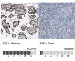 CD155/PVR Antibody, Novus Biologicals:Antibodies:Primary Antibodies