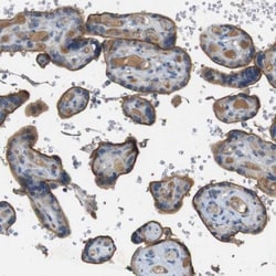 CD155/PVR Antibody, Novus Biologicals:Antibodies:Primary Antibodies