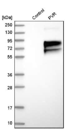 CD155/PVR Antibody, Novus Biologicals:Antibodies:Primary Antibodies