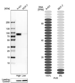 CD155/PVR Antibody, Novus Biologicals:Antibodies:Primary Antibodies