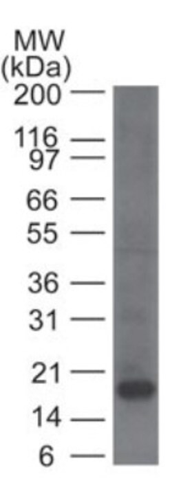 CD161 Antibody (14F1F11) - BSA Free, Novus Biologicals:Antibodies:Primary