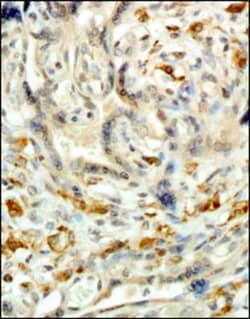 CD163 Antibody (6D3.2F3) - BSA Free, Novus Biologicals:Antibodies:Primary