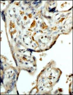 CD163 Antibody (6D3.2F3) - BSA Free, Novus Biologicals:Antibodies:Primary