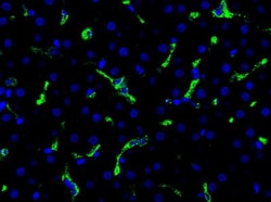 CD163 Antibody (K20-T), Novus Biologicals 0.1mL; Unlabeled:Antibodies,