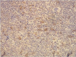 CD163 Antibody (K20-T), Novus Biologicals 0.1mL; Unlabeled:Antibodies,