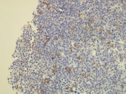 CD163 Antibody (K20-T), Novus Biologicals 0.1mL; Unlabeled:Antibodies,