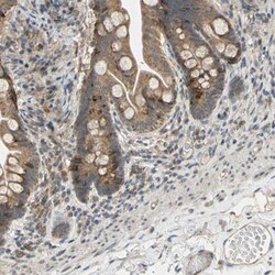CD164 Antibody, Novus Biologicals 25 &mu;L; Unlabeled:Antibodies, Polyclonal