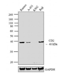 CD2 Antibody (TS2/18) - Azide and BSA Free, Novus Biologicals 50 &mu;g,
