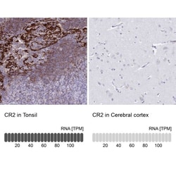 CD21 Antibody, Novus Biologicals 0.1mL; Unlabeled:Antibodies, Polyclonal