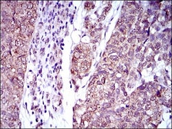 CD25/IL-2R alpha Antibody (1B5D12) - BSA Free, Novus Biologicals 0.1mL;