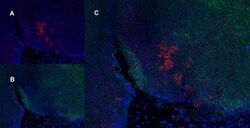 CD25/IL-2R alpha Antibody (OX-39) - BSA Free, Novus Biologicals 100 &mu;g;