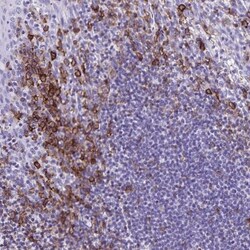 CD27/TNFRSF7 Antibody, Novus Biologicals:Antibodies:Primary Antibodies