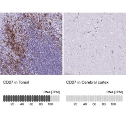 CD27/TNFRSF7 Antibody, Novus Biologicals:Antibodies:Primary Antibodies
