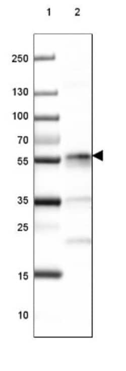 CD27/TNFRSF7 Antibody, Novus Biologicals:Antibodies:Primary Antibodies
