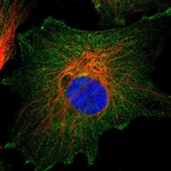 CD2AP Antibody, Novus Biologicals 0.1mL; Unlabeled:Antibodies, Polyclonal