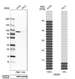 CD2AP Antibody, Novus Biologicals 0.1mL; Unlabeled:Antibodies, Polyclonal