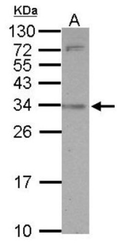 CD2F-10/SLAMF9 Antibody, Novus Biologicals 0.1mL; Unlabeled:Antibodies,