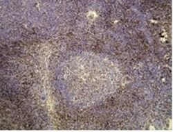CD3 Antibody (N26-R), Novus Biologicals 100&mu;L; Unlabeled:Antibodies,