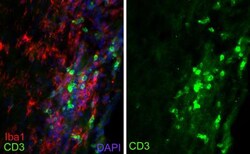 CD3 Antibody (SP7), Novus Biologicals:Antibodies:Primary Antibodies