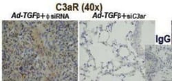 CD3 Antibody (SP7), Novus Biologicals:Antibodies:Primary Antibodies