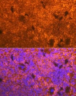 CD3 delta Rabbit anti-Human, Mouse, Rat, Clone: 2R1O10, Novus Biologicals 100 &mu;g | Buy Online | Bio-Techne | Fisher Scientific