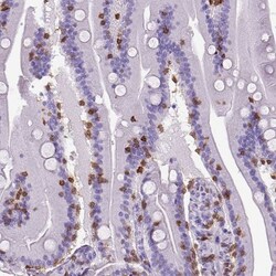 CD3 epsilon Antibody (CL1497), Novus Biologicals 25 &mu;L | Buy Online | Novus Biologicals | Fisher Scientific