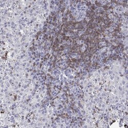 CD3 epsilon Antibody, Novus Biologicals:Antibodies:Primary Antibodies