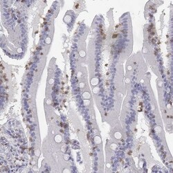 CD3 epsilon Antibody, Novus Biologicals:Antibodies:Primary Antibodies