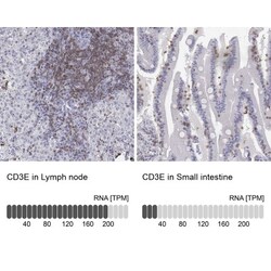 CD3 epsilon Antibody, Novus Biologicals:Antibodies:Primary Antibodies