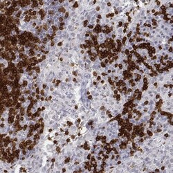 CD3 epsilon Antibody, Novus Biologicals 0.1mL; Unlabeled:Antibodies, Polyclonal