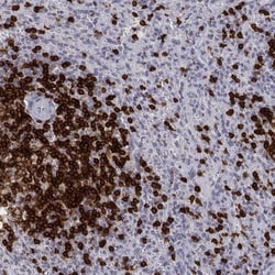 CD3 epsilon Antibody, Novus Biologicals 0.1mL; Unlabeled:Antibodies, Polyclonal