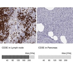 CD3 epsilon Antibody, Novus Biologicals 0.1mL; Unlabeled:Antibodies, Polyclonal