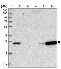 CD3 epsilon Antibody, Novus Biologicals:Antibodies:Primary Antibodies