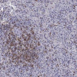 CD3 epsilon Antibody, Novus Biologicals:Antibodies:Primary Antibodies