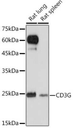 CD3 gamma Rabbit anti-Human, Rat, Clone: 7J2L5, Novus Biologicals 20 &mu;g | Buy Online | Novus Biologicals | Fisher Scientific