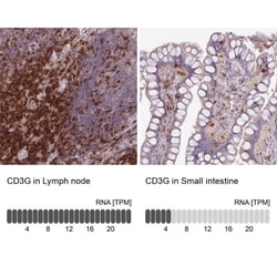 CD3 gamma Antibody, Novus Biologicals:Antibodies:Primary Antibodies