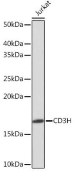 CD3 zeta Rabbit anti-Human, Clone: 1T5R7, Novus Biologicals 100 &mu;g;