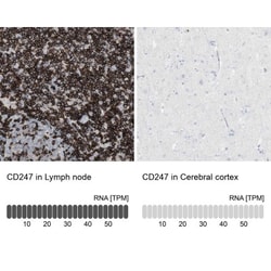 CD3 zeta Antibody, Novus Biologicals 0.1mL; Unlabeled:Antibodies, Polyclonal