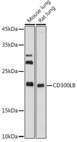 CD300b/LMIR5/CD300LB Rabbit anti-Human, Mouse, Rat, Polyclonal, Novus Biologicals:Antibodies:Primary