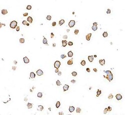 CD31/PECAM-1 Antibody (BLR127H), Novus Biologicals 100 &mu;g | Buy Online | Novus Biologicals | Fisher Scientific